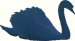 blauer schwan
